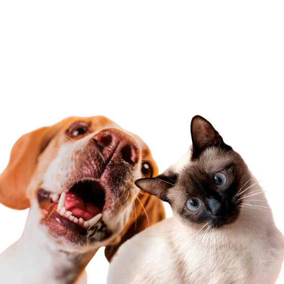 Pets atendidos pela Dra. Beatriz
